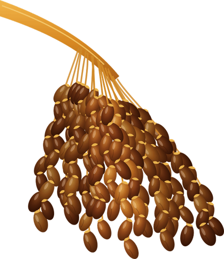 Illustration of a bunch of ripe dates hanging from its stalk
