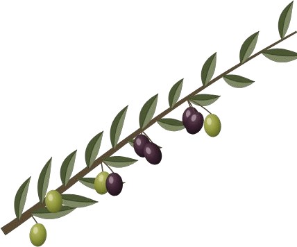 Illustration of an olive branch with green and black olives